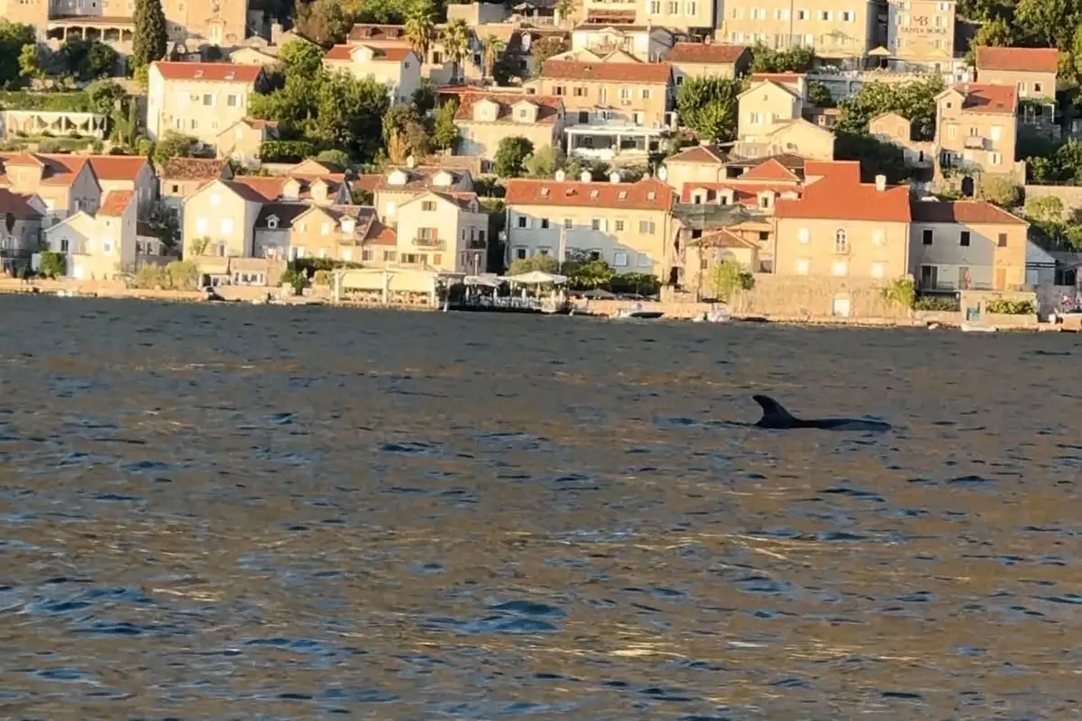 Pojavili se na sekund i oduševili sve: Delfini snimljeni u Boki Kotorskoj - prelepa slika stiže sa Jadrana (FOTO)