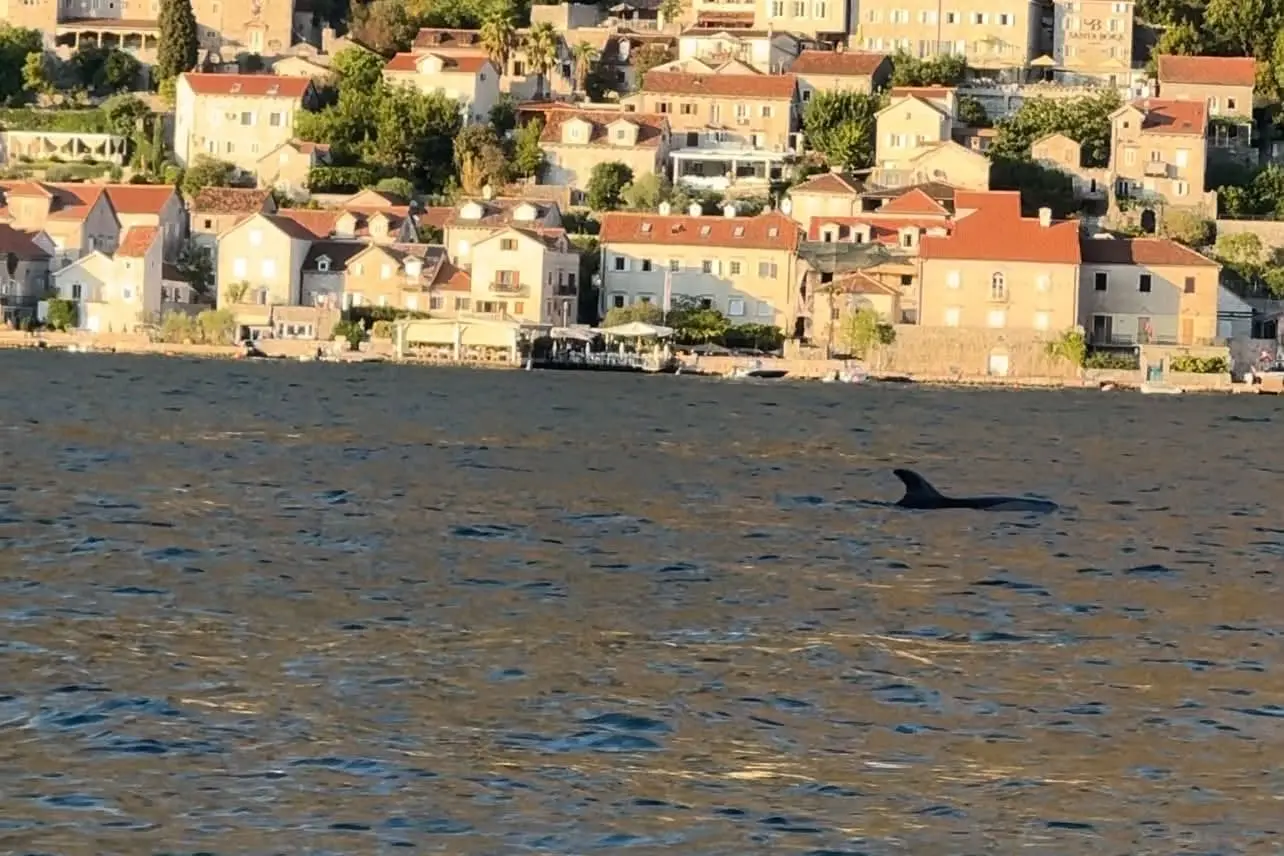 Pojavili se na sekund i oduševili sve: Delfini snimljeni u Boki Kotorskoj - prelepa slika stiže sa Jadrana (FOTO)
