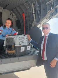 Preživeo otmicu i švercere, a sada vojnim avionom stigao u Srbiju: Feniks je srpski orao krstaš, a njegova priča iako je ptica je zaista - filmska (FOTO)