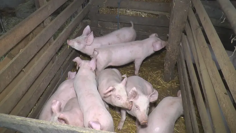 Afrička kuga svinja hara Srbijom, ali na području ovog grada nema nijedan slučaj zaraze od početka godine: Pod kontrolom stanje u Čačku - nadležni uputuli apel