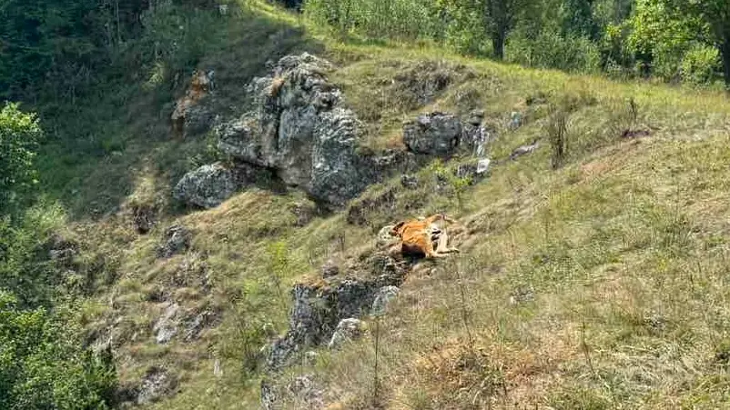 Proglašena vanredna situacija u celoj Sjenici: Dugotrajna suša ugrozila snabdevanje vodom, pomoć pruža i Vojska Srbije