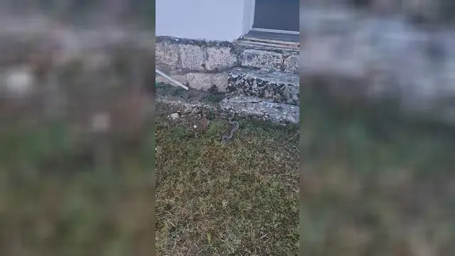 Uhvaćen poskok u školskom dvorištu / foto: RINA