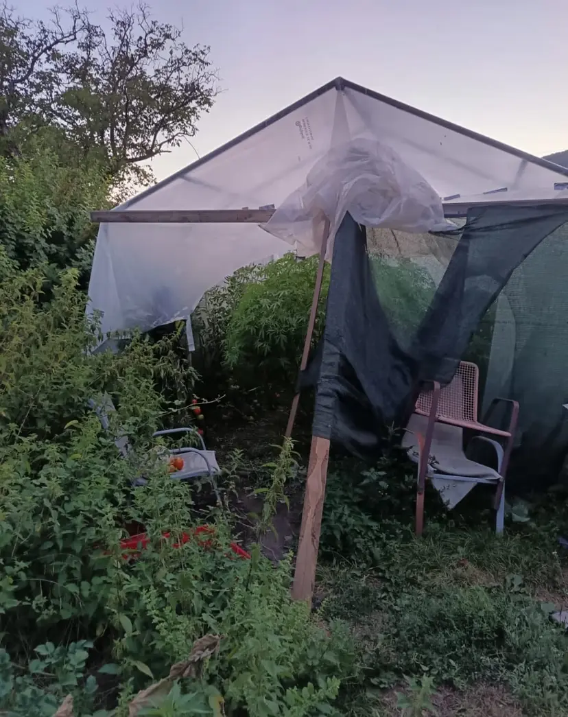 Proizvodnja samo na veliko i porodični biznis: Plantaža marihuane otkrivena u Nikšiću, uhapšeni otac i sin