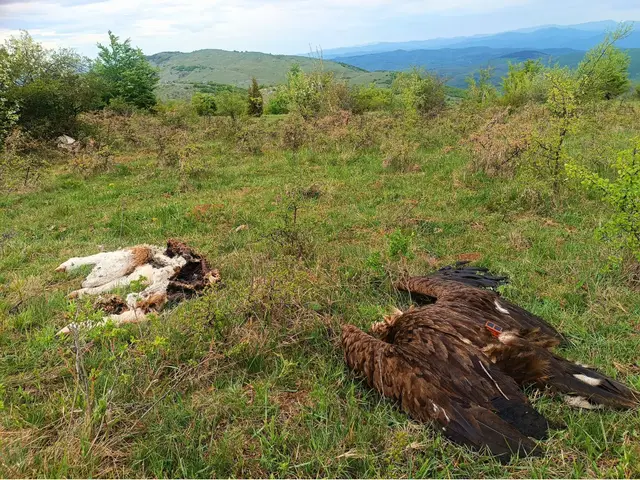 Foto: Slobodan Marković