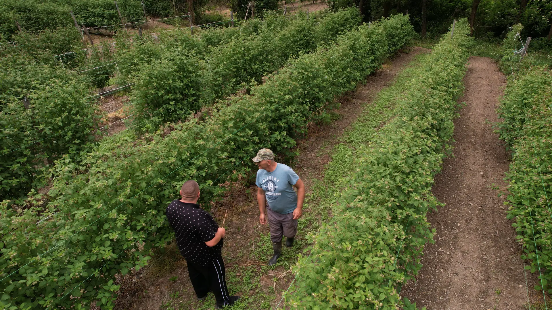 Najmanje 600 dinara očekujemo za kilogram: Malinar Mileta sprema se za berbu malina - radnici mahom stižu iz inostranstva jer domaći traže visoke dnevnice? (FOTO)(VIDEO)