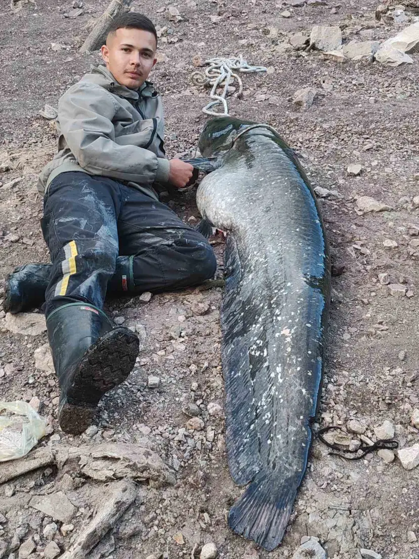 Vodeni džin jedva izvučen iz Sjeničkog jezera: Otac i sin ulovili soma kapitalca, dugačak dva metra i težak skoro 50 kilograma - to se zaista retko viđa (FOTO)