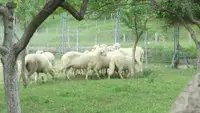 Uzbuna u novopazarskom kraju: Pojavile se opasne boginje kod ovaca i koza, stočarima se savetuje oprez