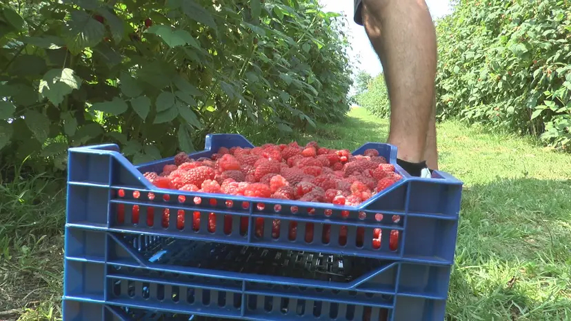 Očekujeno pet eura po kilogramu kako berba bude odmicala: Malinar Dobrivoje nije zgrožen cenom crvenog zlata - evo šta poručuje