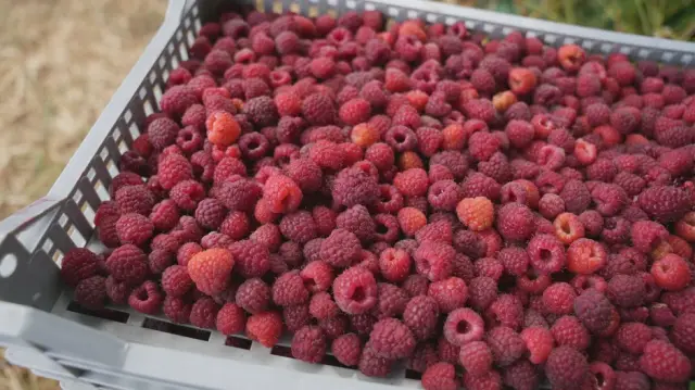 Maline - Foto: RINA