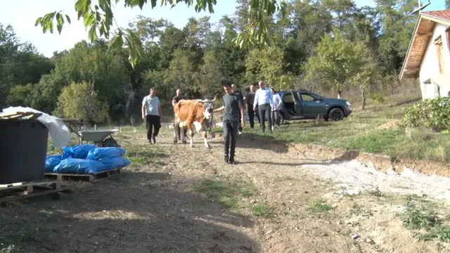 Krava i tele kao najvredniji poklon za dvojicu dečaka / foto: RINA