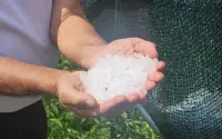 Jako nevreme i grad opustošili sela: Vanredna situacija proglašena u delu opštine Nova Varoš, ogromne štete na usevima i putevima (FOTO)