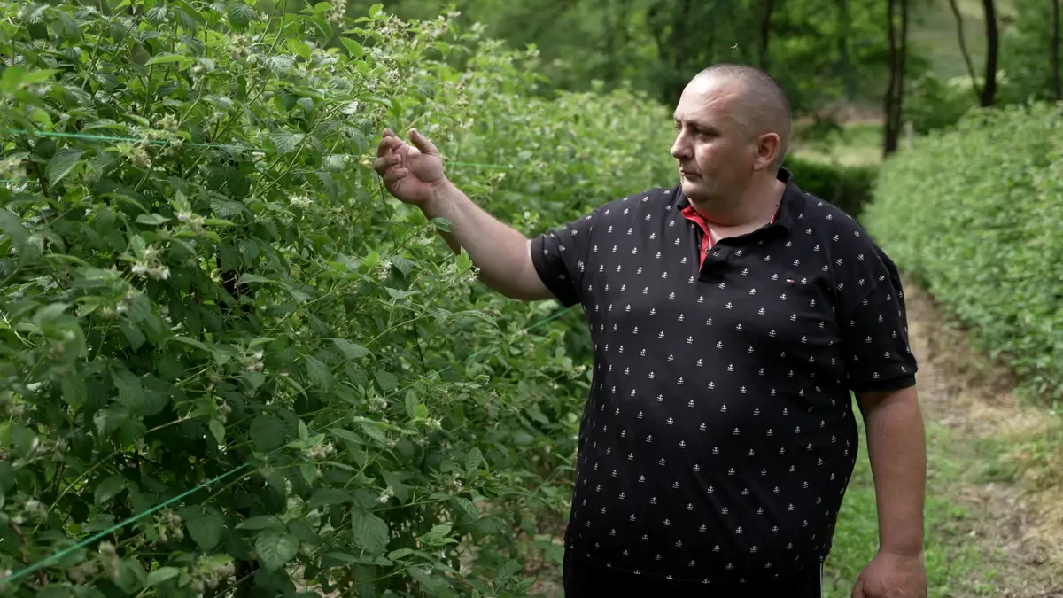 Cena od 450 dinara je apsurdna i ponižavajuća: Malinari iz Arilja zgroženi - ne može o 500.000 ljudi odlučivati nekoliko velikih otkupljivača
