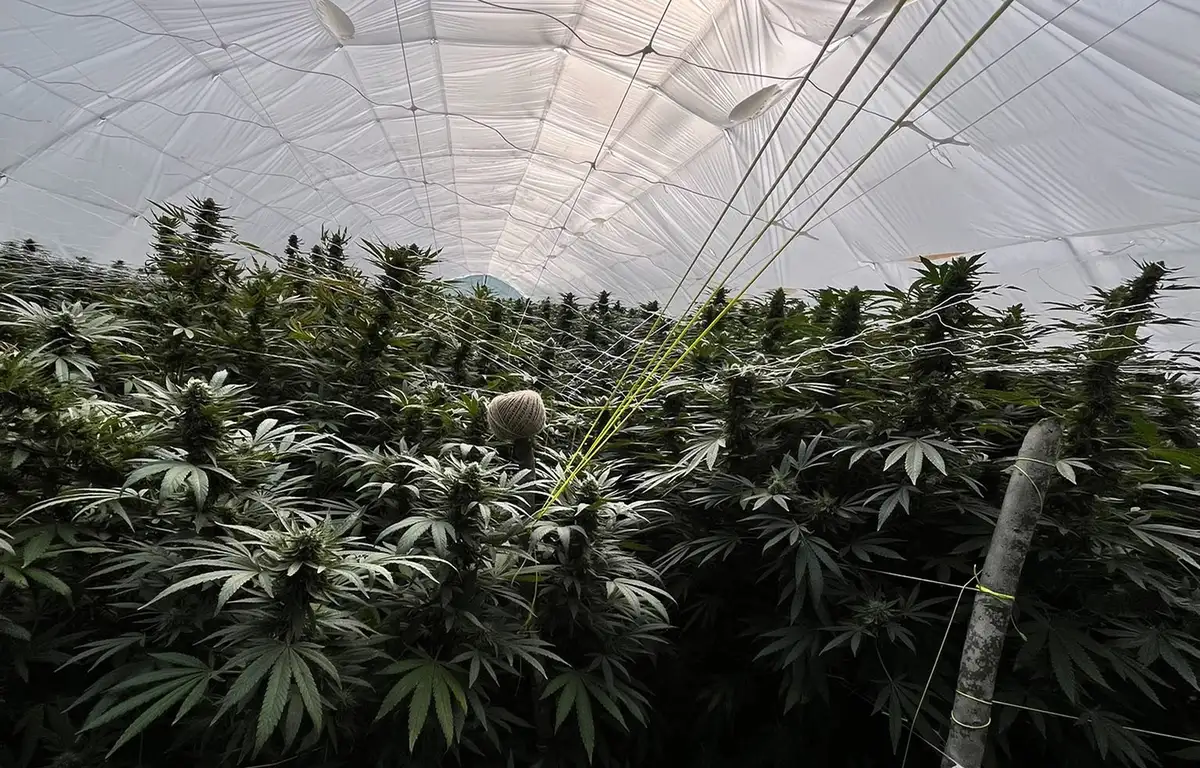 Otkrivena plantaža marihuane u Gornjem Milanovcu: Uhapšena četvorica (FOTO)