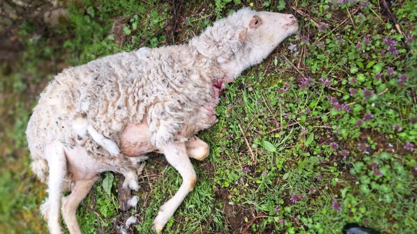 Miljka pretrpela horor u svom domaćinstvu: Psi lutalice rastrgli stado ovaca, meštani strahuju da životinje mogu napasti i decu (FOTO)