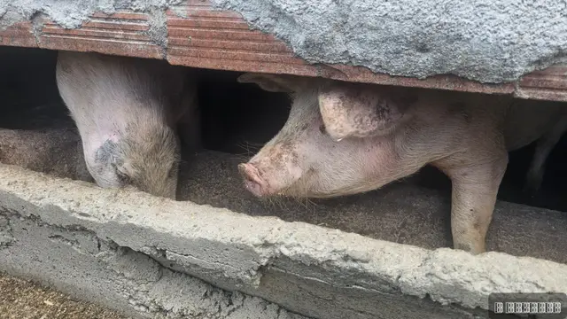 Neobično prase bez ušiju u selu pod planinom Maljen, foto: RINA