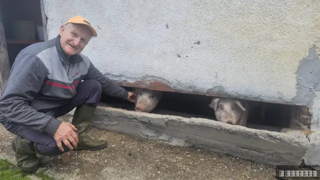 Neobično prase bez ušiju u selu pod planinom Maljen, foto: RINA