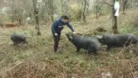 Meni bolja "firma" od sela ne treba: Ovo je mladi Vučić koji ne beži od teških poslova - uzgaja svinje moravke i bere maline, a planira i proširenje proizvodnje (FOTO)