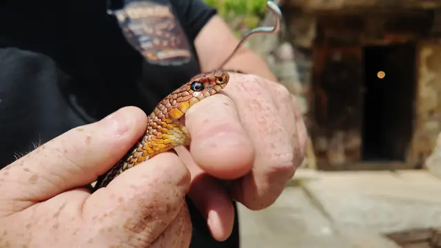 Zmije dočekale svojih pet minuta, foto: RINA