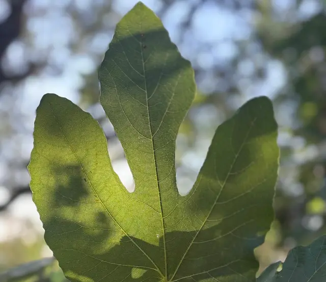 Čaj od lista smokve izuzteno lekovit / foto: RINA
