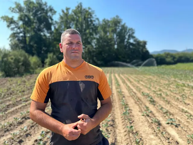 Tropski talas na srpskim njivama / foto: RINA