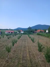 Očekujemo do tri tone šljive, otkupna cena je dobra: Ivan iz Prislonice ima mladi zasad ali odlične rezultate - nikad bolji rod plavog zlata u zapadnoj Srbiji (FOTO)