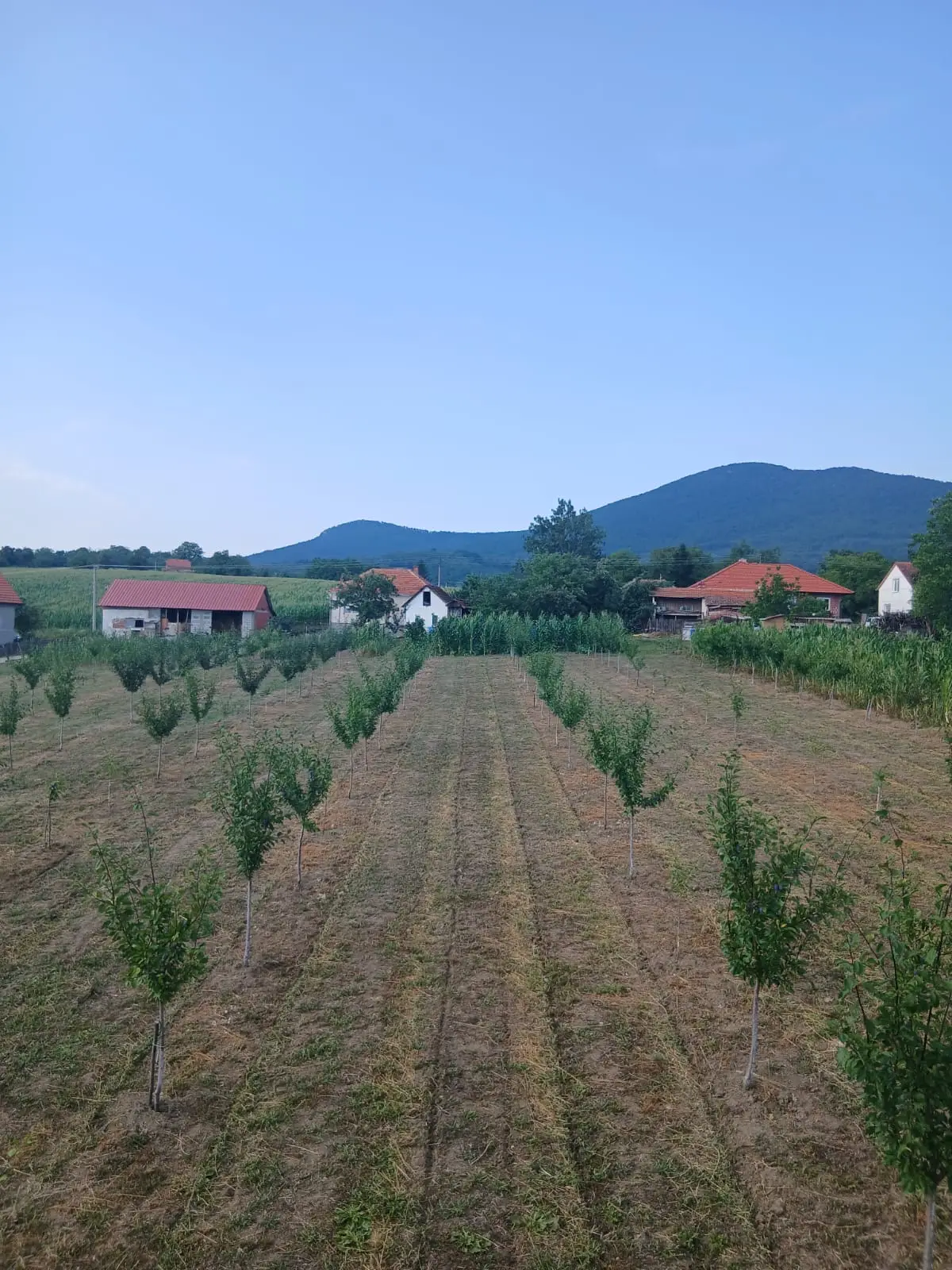 Očekujemo do tri tone šljive, otkupna cena je dobra: Ivan iz Prislonice ima mladi zasad ali odlične rezultate - nikad bolji rod plavog zlata u zapadnoj Srbiji (FOTO)
