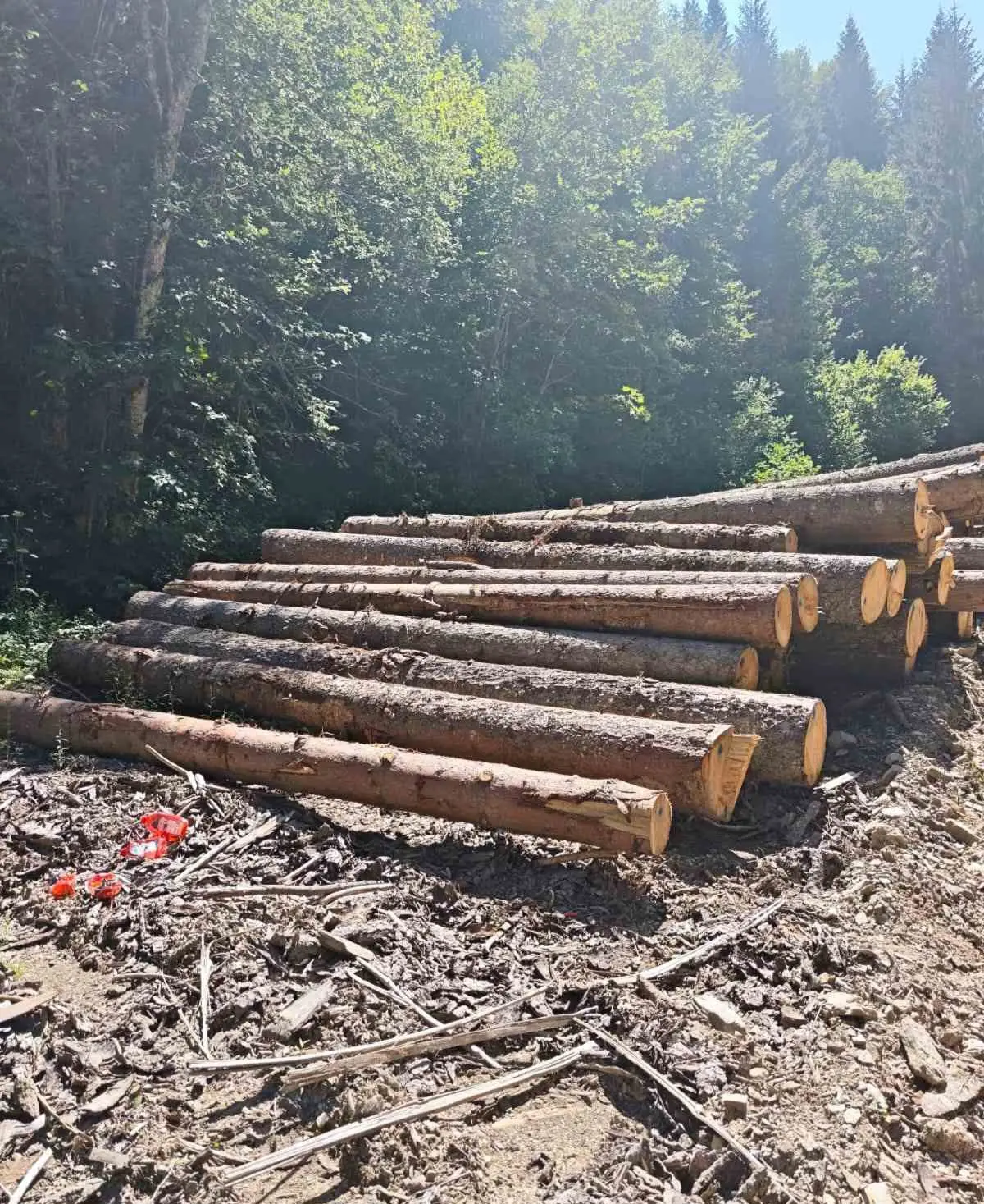 Šumska kradja teška preko 140.000 evra: Na Jelovici pronađeno više od 1.000 kubika bespravno posečenih stabala, policija traga za odgovornima (FOTO)