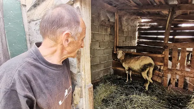Ovce zaražene/ Foto: RINA